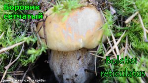 Белый гриб дубовый или боровик сетчатый | Boletus reticulatus