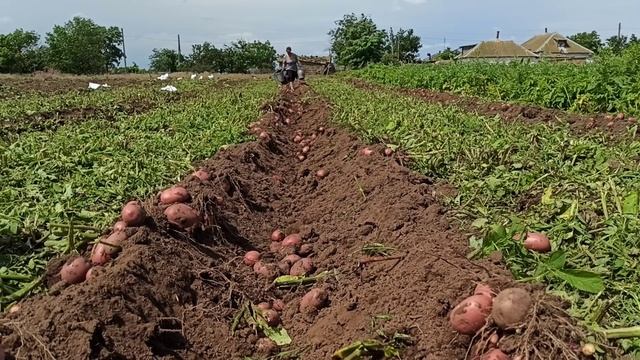 Картошка Ред Соня урожай . Картофель Ред Соня смотреть онлайн