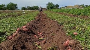 Картошка Ред Соня урожай . Картофель Ред Соня