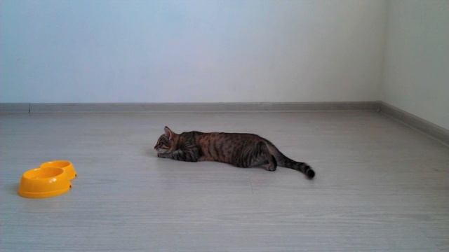 Выполнение трюка "Стоп" - дрессировка кошек смотреть онлайн