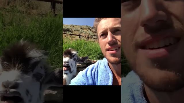 смешные случаи с животными 8