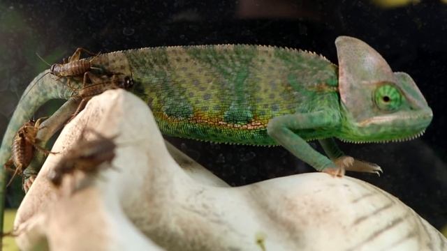 ЧТО ЕСЛИ К ХАМЕЛЕОНУ ОПУСТИТЬ РАСТЕНИЕ МУХОЕД ХИЩНОЕ! Я УДИВЛЕН! АТАКА РАСТЕНИЯ! смотреть онлайн