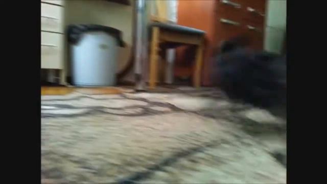 Йорк 1.5 месяц. ЛЯЛЯ смотреть онлайн