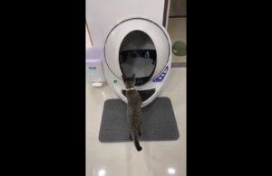 Высокотехнологичный туалет для кошек