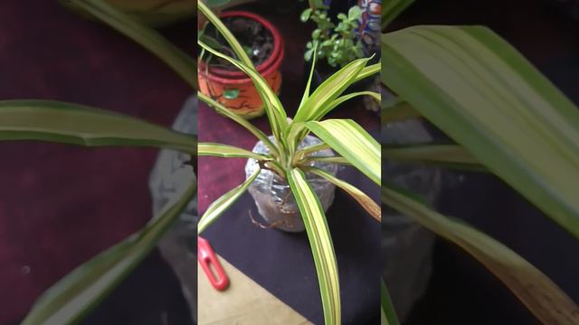 #indoorplants #shortsvideo #today #unboxingvideo #amazon #plants #plantfromamazon смотреть онлайн