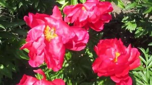 Карина. Пион. Межвидовой гибрид. 2018г