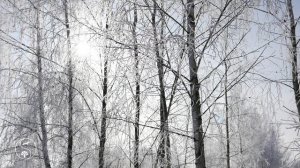 КРАСИВЫЕ Зимние Пейзажи | Природа Зимой, Нежные Зимние Пейзажи, Все в Снегу