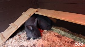 Animal Spotlight: Flemish Giant Rabbit