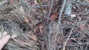 Один из способов размножения кустов голубики, без черенкования!