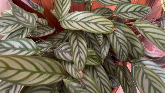 All about Ctenanthe Setosa (Never Never plant, Prayer plant, Calathea) смотреть онлайн