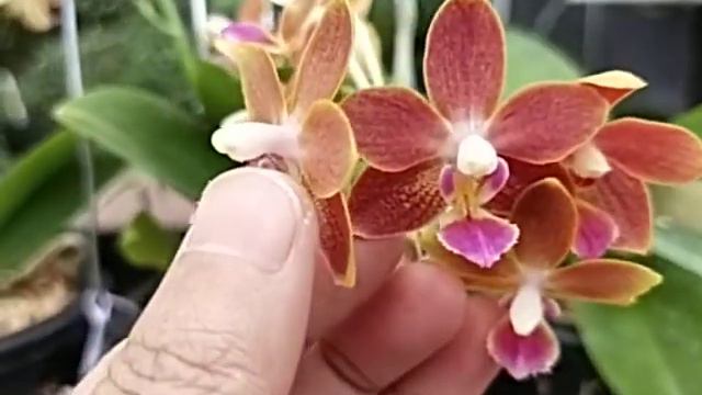 Phalaenopsis Chienlung Little Orange смотреть онлайн