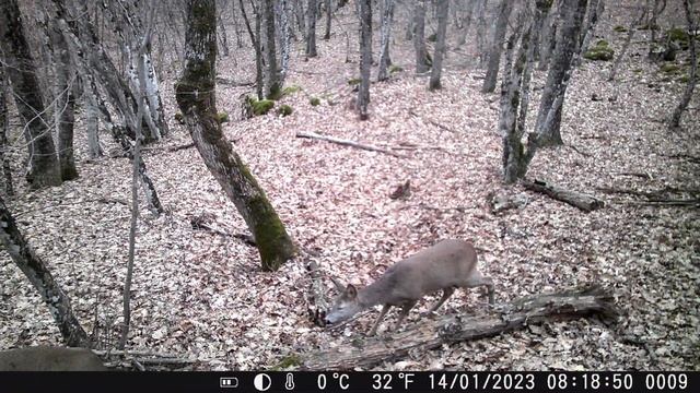 Фотоловушка в горах Крыма. Зима 2023 года. смотреть онлайн