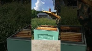 Подсадка плодной матки в отводок