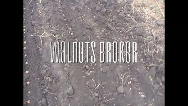 Посев семян скороплодного грецкого ореха Кочерженко в открытый грунт от Walnuts Broker