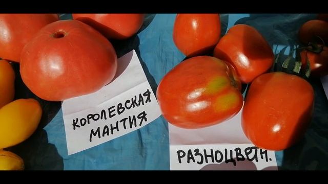 ??ОБЗОР ВЫСОКОРОСЛЫХ ТОМАТОВ 2020. МНОГО СОРТОВ. ЛУЧШИЕ