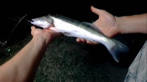 РЫБАЛКА НА НОЧНОГО ХИЩНИКА. Вечерняя рыбалка на СУДАКА