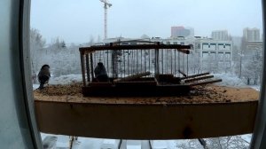 Ловля Снегирей , как поймать снегиря , ловля на западок Pesca de aves Pesca jilguero Pesca en la re