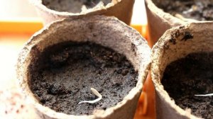 Выращивание рассады огурцов в домашних условиях