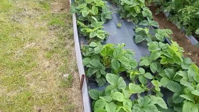 Земляника садовая крупноплодная (клубника).  Сроки посадки