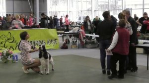 2016 Чемпионат Спаниель Клуба  Часть №1 Спрингер спаниели