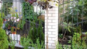 Два сорта под одной кроной. Клен остролистный.