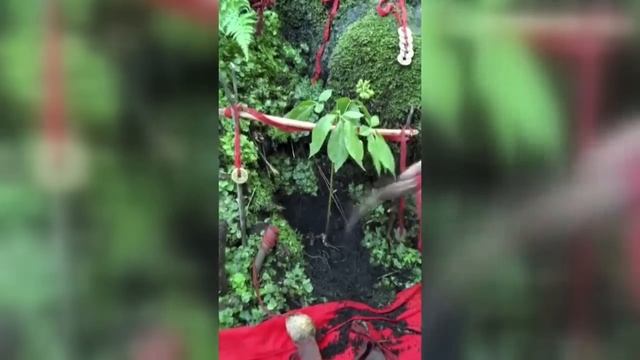 Can ginseng really run？ смотреть онлайн