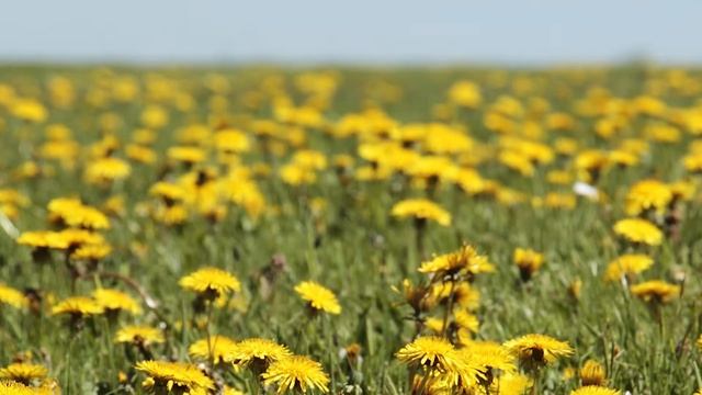 Святитель Иоанн Златоуст, архиепископ Константинопольский (день памяти: 9, 12 февраля...) смотреть онлайн