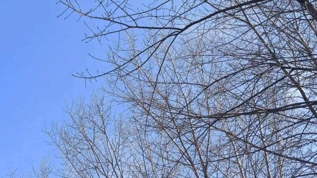 17 апреля народный праздник Иосиф Песнопевец. День Осипа. Ольховые смотрины. Народные приметы.