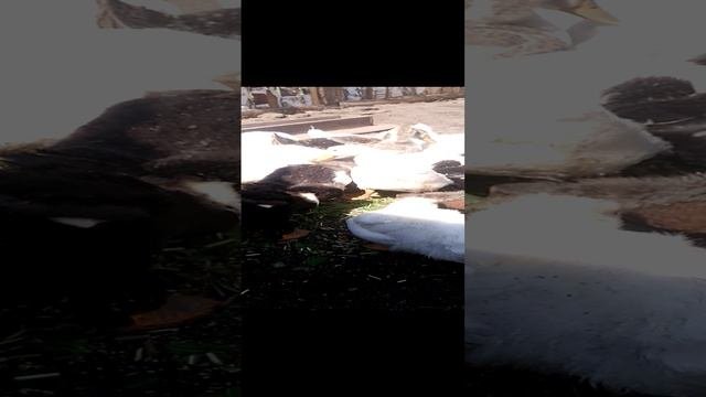 Вечно голодные и жующие