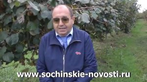 Как выращивают киви в Сочи.mp4