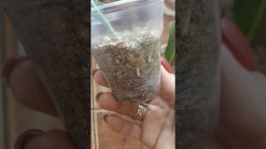 Адениумы/укорененные листья обзор