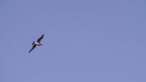 Снова на крыльях любви Видеоклип.mp4