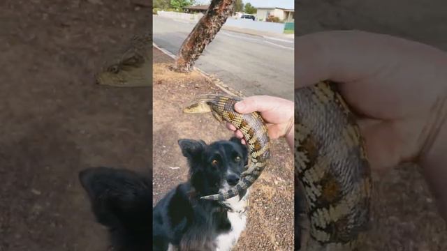 Collie Twig conducts a lizard rescue