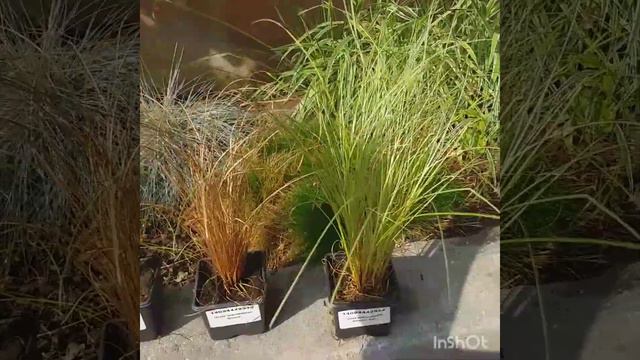 Красотки Осоки в саду . смотреть онлайн