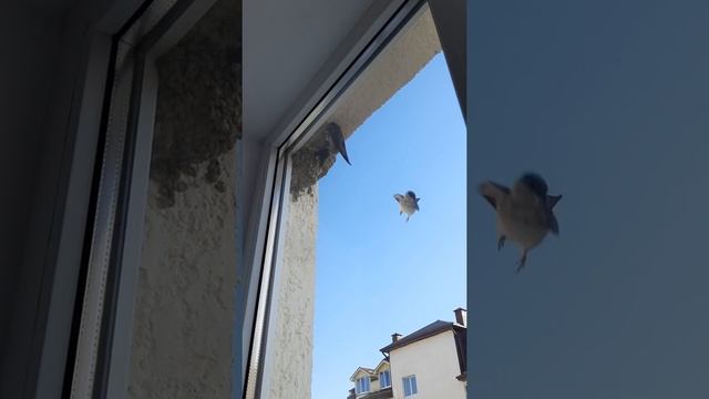 Жизнь ласточек