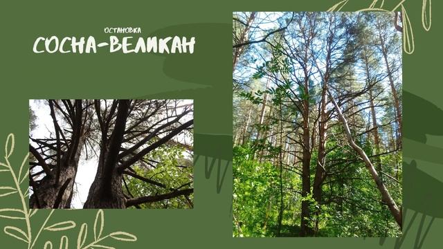 Экологическая тропа в гостях у леса Экскурсия
