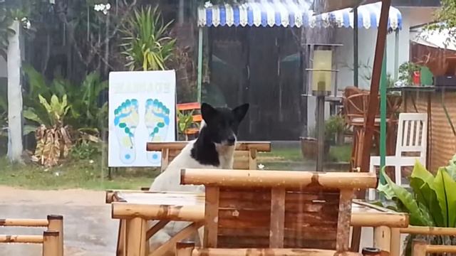 Овсянка сэр и кекс столичный 40 градусов.mp4 смотреть онлайн