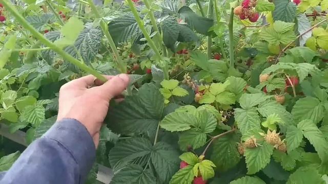 Я в ШОКе.Сделайте это с малиной и она завалит вас ягодами. смотреть онлайн