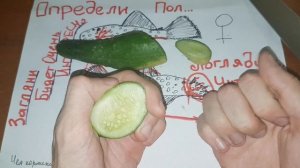 Определи пол у Анциструс сом ПРИСОСКА  Чем кормить Анциструса  Как кормить Травоядных