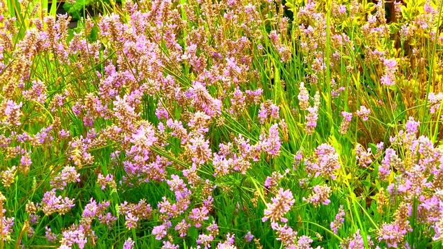 КАК ВЫЧИСЛИТЬ СВОЕ ЧИСЛО ДУШИ ?ВВОДНАЯ ЛЕКЦИЯ ПО НУМЕРОЛОГИИ . КОЛЕНА смотреть онлайн