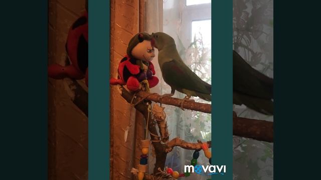Александрийский кольчатый попугай Сеня пытается говорить.