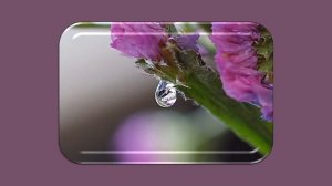 Raindrops on Statice Sinuata pink