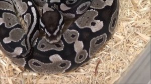 1 2020 Male VPI Axanthic het Clown Ball Python