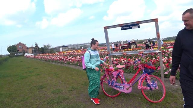 ПОЛЯ ТЮЛЬПАНОВ  В НИДЕРЛАНДАХ
