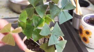 Кислица после пересадки. Обзор результатов.