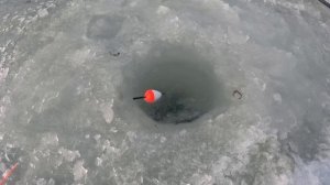 03.01.24 рыбалка в Находке, Рыб пойман