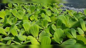 Плавающее растение Пистия второе по значимости после Эйхорнии