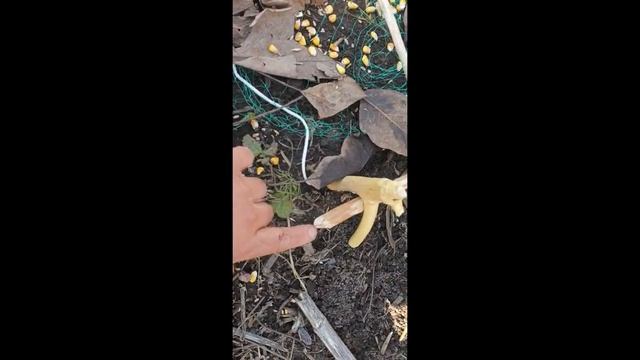 Подьемная ловушка на фазана смотреть онлайн