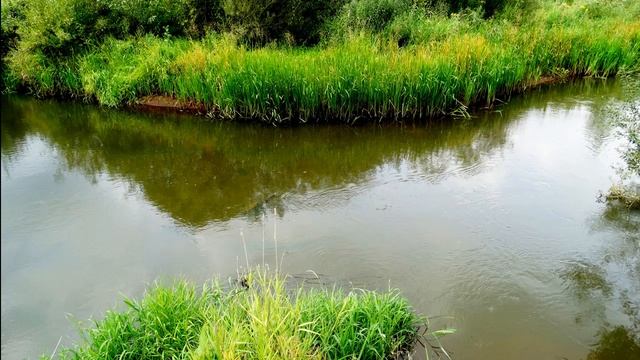 Расслабляющее пение птиц и шум воды для сна. Звуки природы для сна и отдыха. Успокаивающие звуки