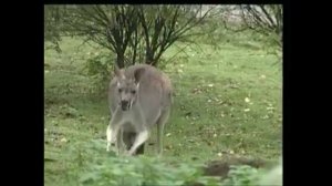 Osphranter (Macropus)  rufus - Кенгуру рудий -  Red kangaroo